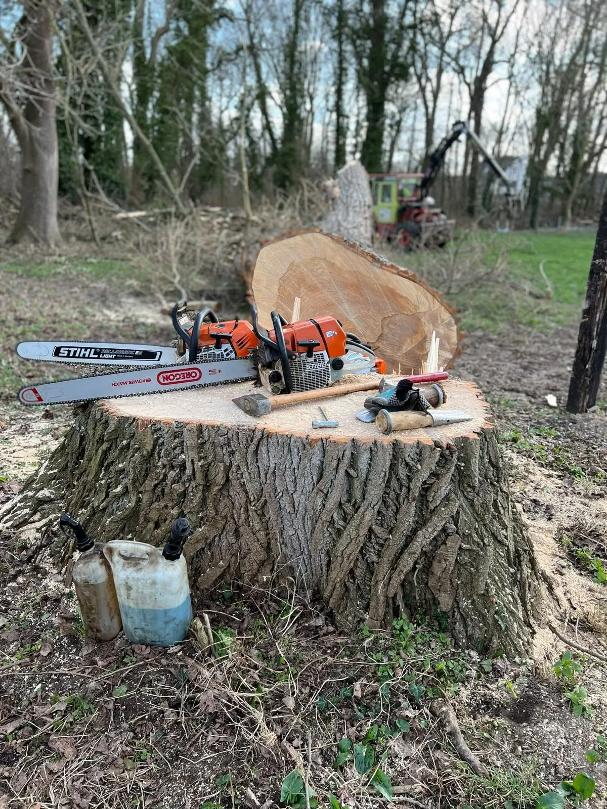 Frisch gefällter Baum: Stubben mit Motorsägen und Werkzeug, dahinter der Stamm.