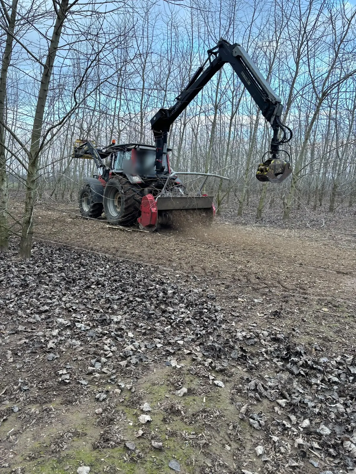 Forstmulcher zerkleinert Holzreste zwischen Pappeln, dabei fliegen Späne auf.