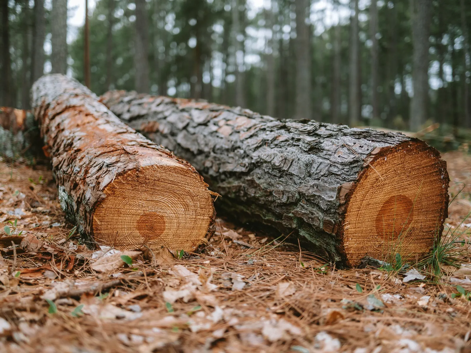 Vom Baumstamm zum Kaminfeuer: Im Wald